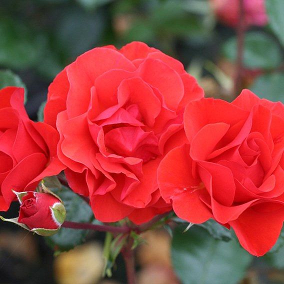 Rose plant - Precious Love