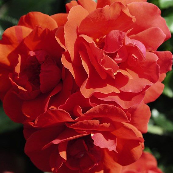 Rose 'Precious Love' (Floribunda Rose)