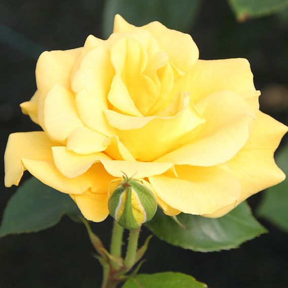 Rose 'Precious Gold' (Floribunda Rose)