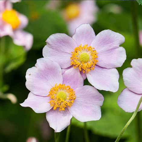 Anemone x hybrida 'Robustissima'