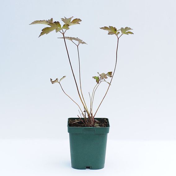 Anemone Hybrida Serenade - Plants