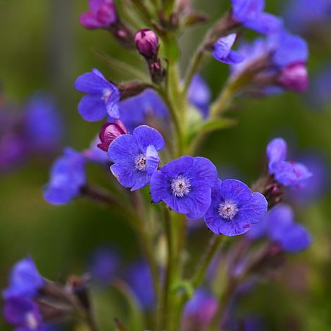 Anchusa azurea 'Dropmore'