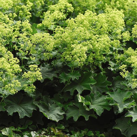 Alchemilla Mollis