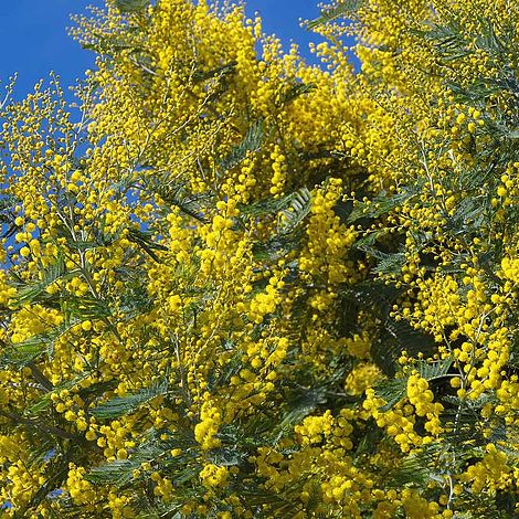 Acacia dealbata