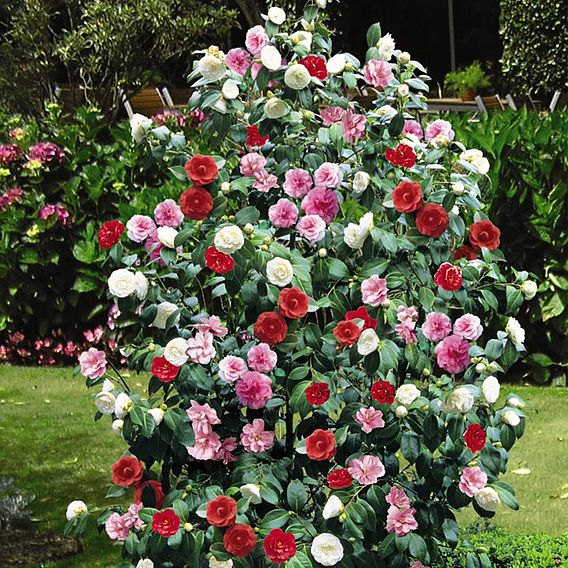 Camellia 'Tricolour'