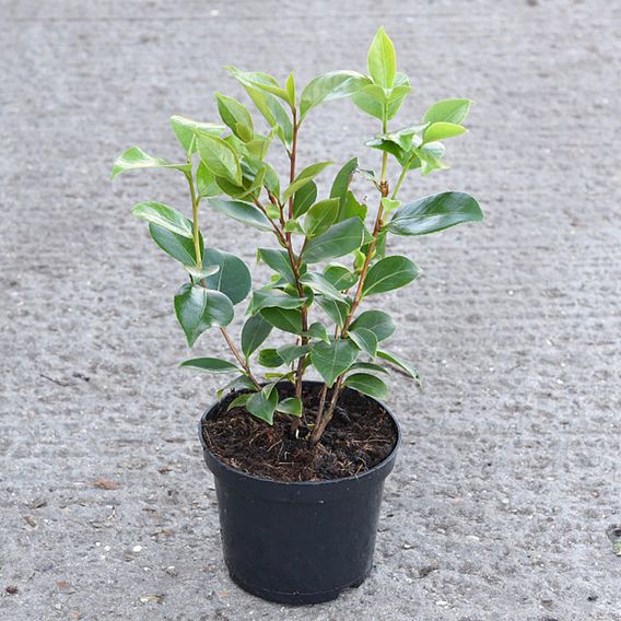 Camellia 'Tricolour'