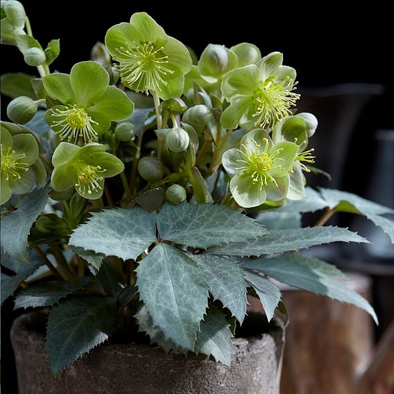 Hellebore 'Silver Dollar'