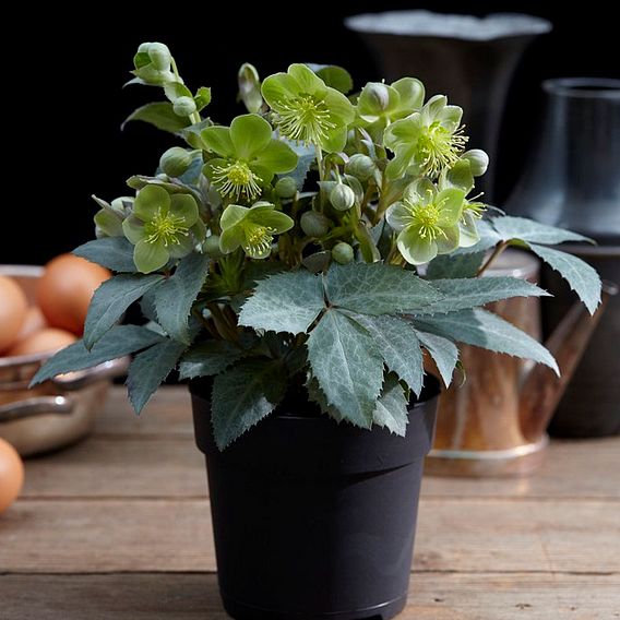 Hellebore 'Silver Dollar'