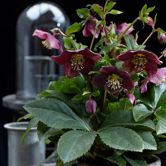 Hellebore 'Hello Ruby'