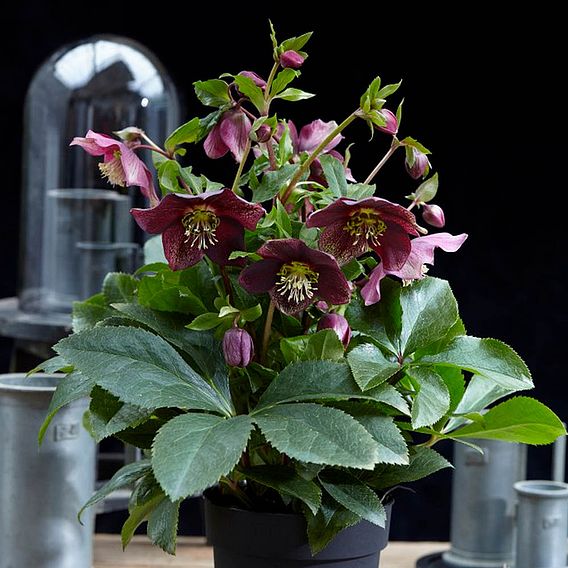 Hellebore 'Hello Ruby'