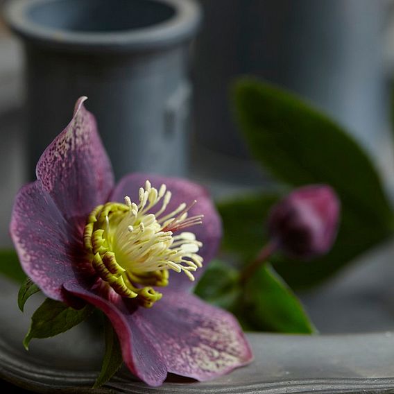 Hellebore 'Hello Ruby'