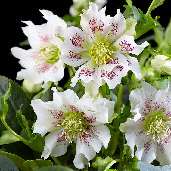 Helleborus orientalis Plant Hello Pearl