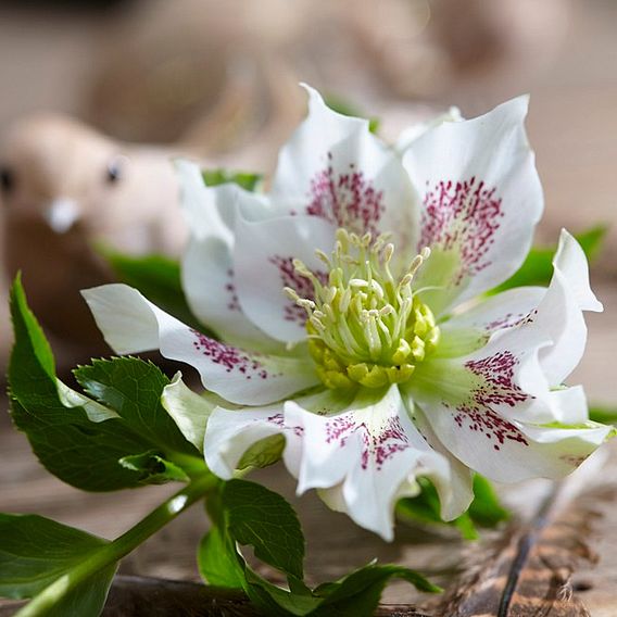 Hellebore 'Hello Pearl'