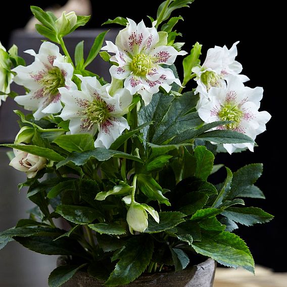 Hellebore 'Hello Pearl'