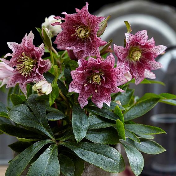 Hellebore 'Hello Amber'