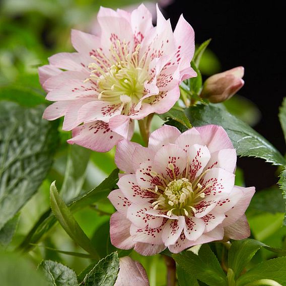 Hellebore 'Double Ellen Pink'