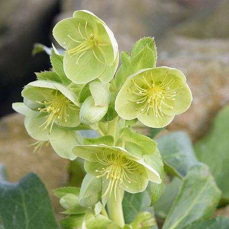 Hellebore argutifolius