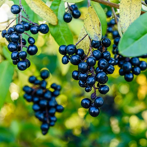 Ligustrum vulgare