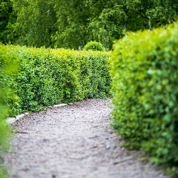 Ligustrum vulgare