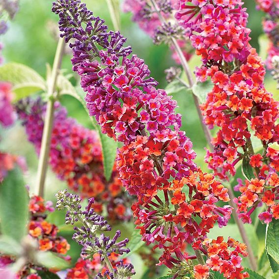 Buddleja 'Flower Power'