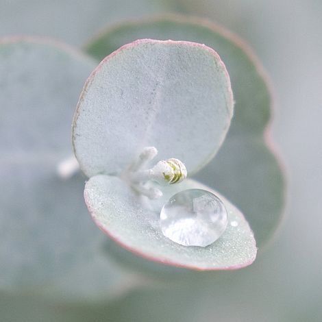 Eucalyptus gunnii 'Azura'