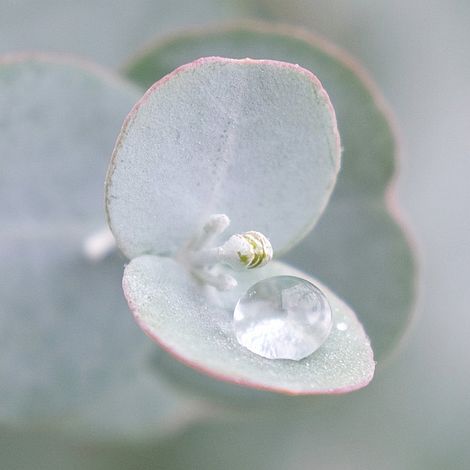 Eucalyptus gunnii 'Azura'