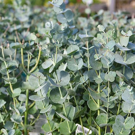 Eucalyptus gunnii 'Azura'