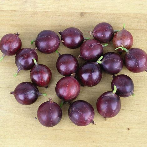Gooseberry (Ribes uva-crispa) Captivator