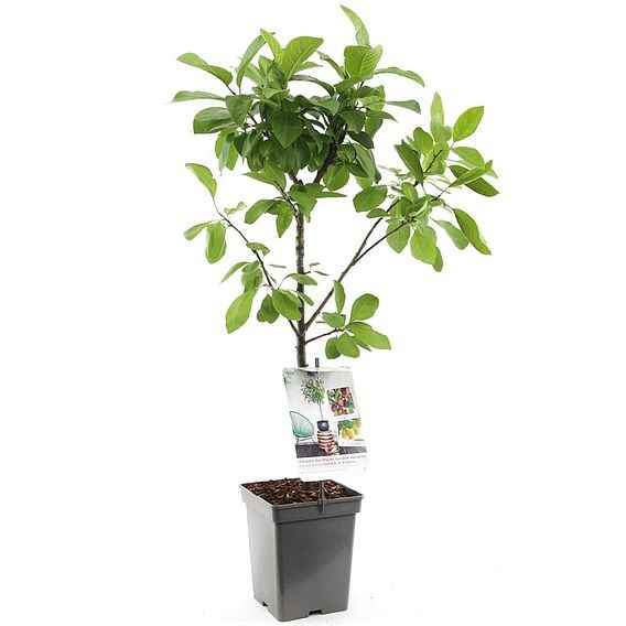 Plum Duo Patio Fruit Trees