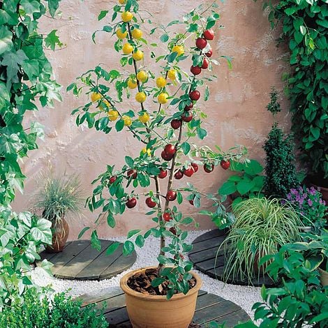 Plum Duo Patio Fruit Trees