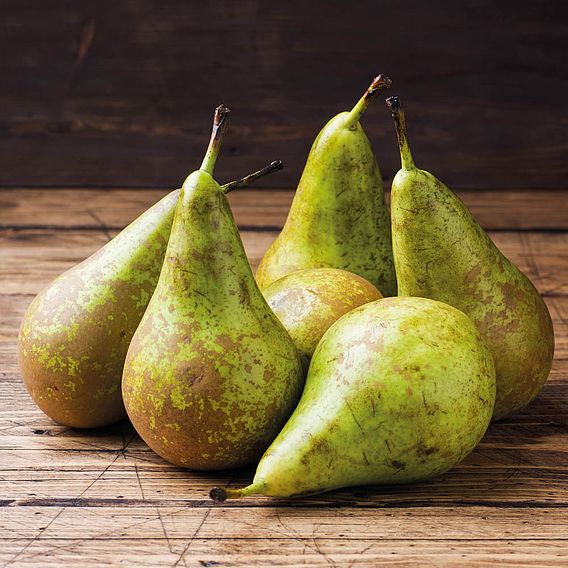 Pear 'Mini Conference'