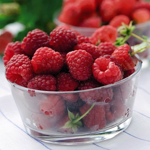 Raspberry (Rubus idaeus) Glen Prosen