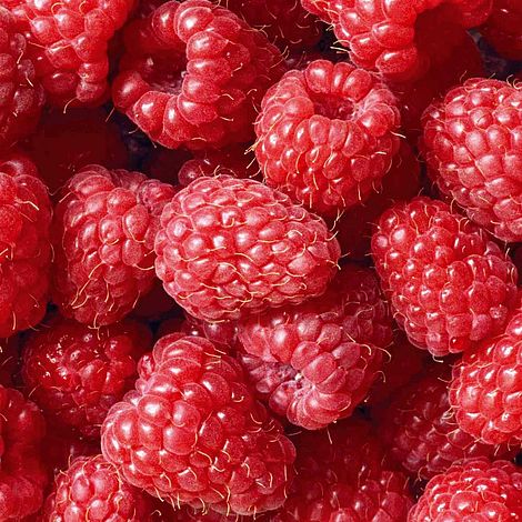 Raspberry (Rubus idaeus) Glen Prosen