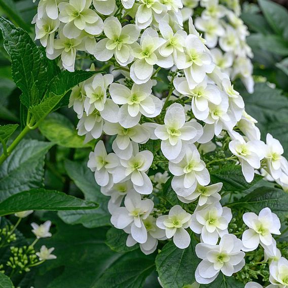 Hydrangea quercifolia 'Snowflake'