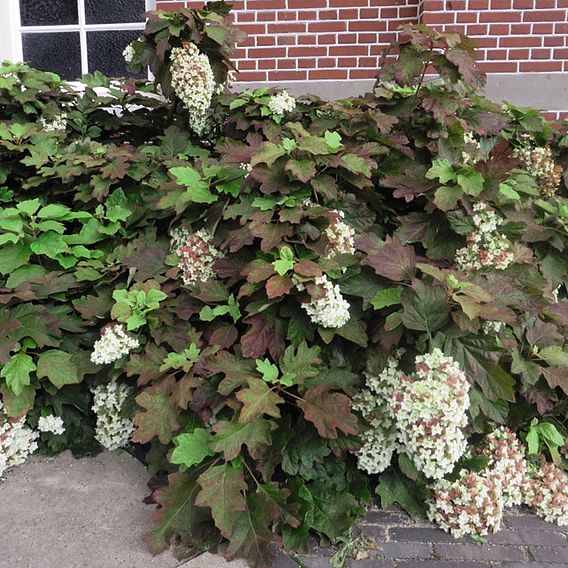 Hydrangea quercifolia 'Snowflake'