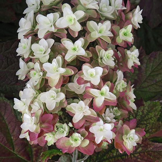 Hydrangea quercifolia 'Snowflake'