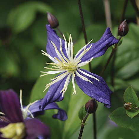 Clematis x aromatica