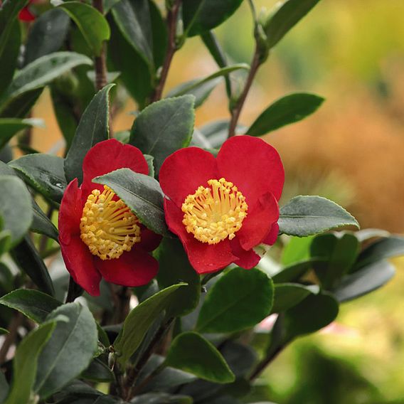 Camellia 'Yuletide'