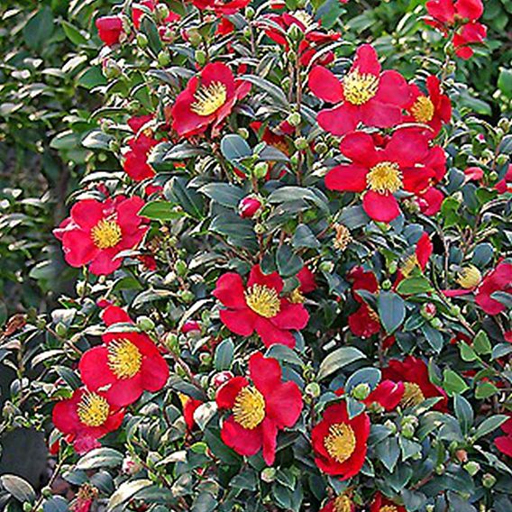 Camellia 'Yuletide'