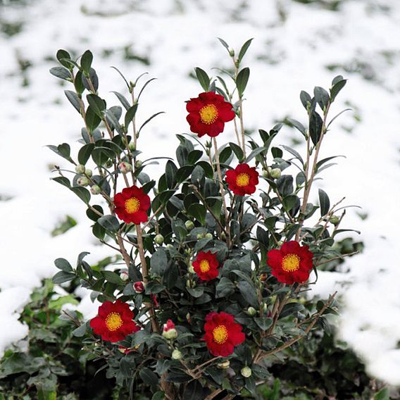 Camellia 'Yuletide'