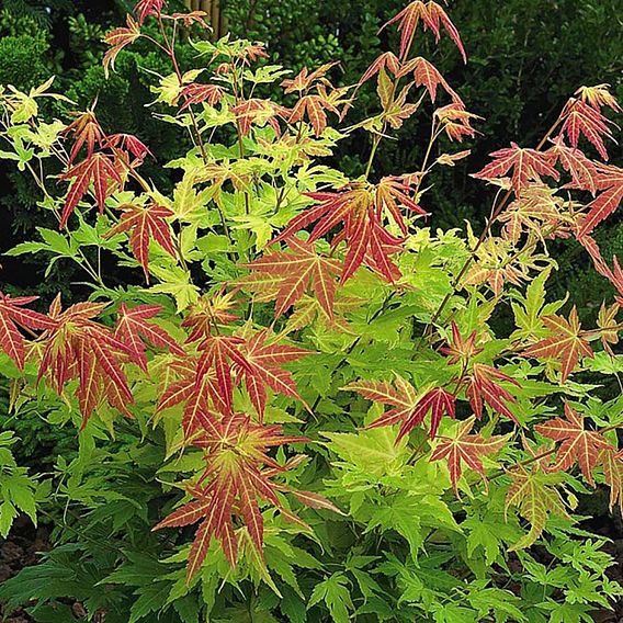 Acer palmatum 'Orange Dream'