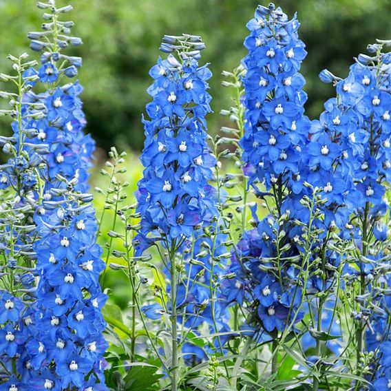 Delphinium 'Summer Skies' (Pacific Hybrid)