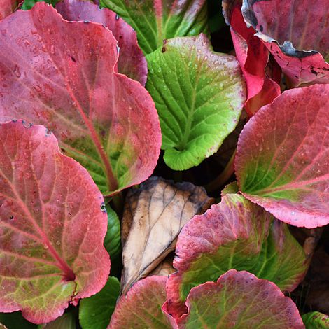 Bergenia purpurascens