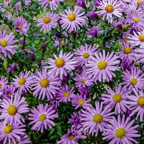 Aster 'Barbados' (Island Series)