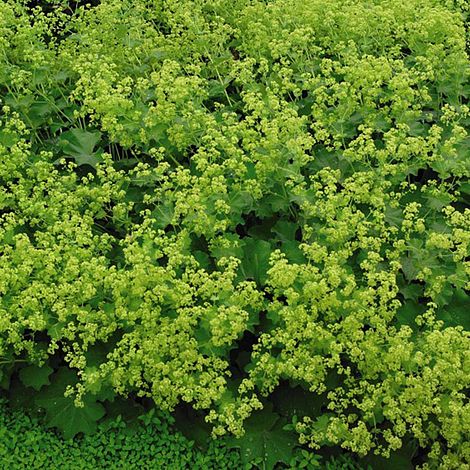 Alchemilla Mollis