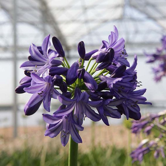 Agapanthus 'Northern Star'