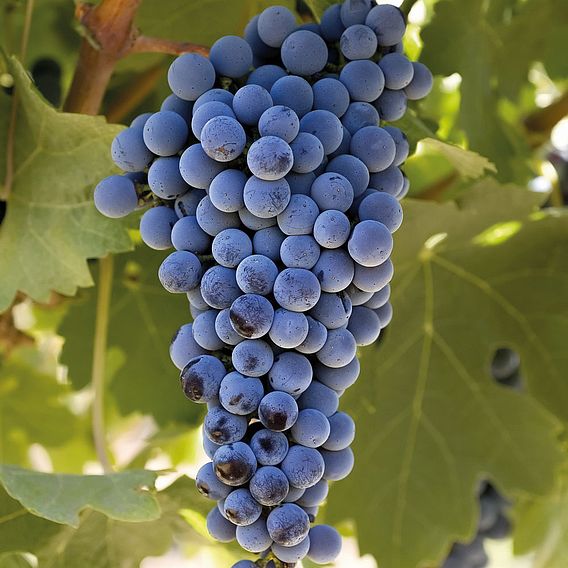 Grape (Vitis) Plant - Cabernet Sauvignon