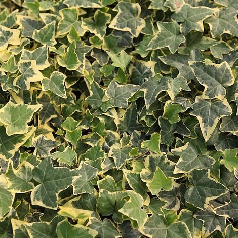 Hedera Helix Goldchild