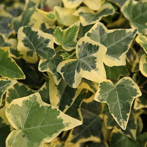 Hedera Helix Goldchild