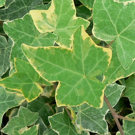 Hedera Helix Goldchild